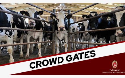 A group of black and white cows behind metal bars labeled 'CROWD GATES' in bold red letters. The image includes the logo of the University of Wisconsin-Madison Extension in the lower right corner. The setting is an indoor barn with a wooden structure overhead.