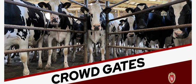 Crowd gates done right: Best practices for cow comfort and welfare