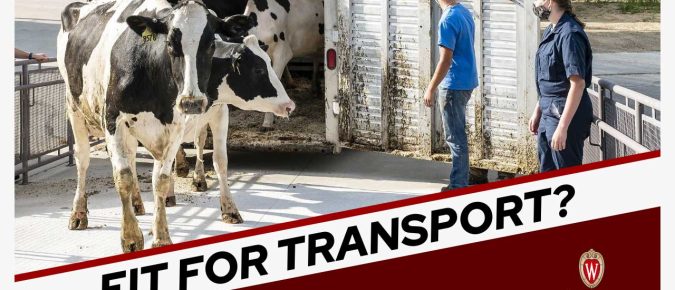 Are my dairy cattle fit for transport?