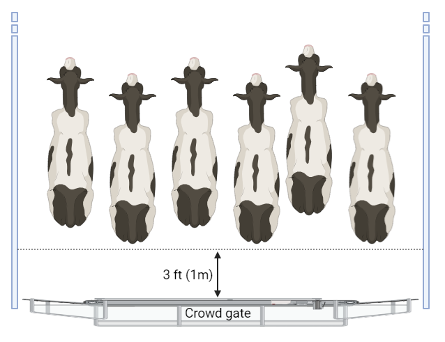 An illustration of an overhead view of 6 cows being ushered through a chute. Behind them is a 'crowd gate' which slowly moves, encouraging the cows to move forward into the milking parlor. There is a notation of a distance of 3 free or 1 meter distance between the cows and the crowd gate.