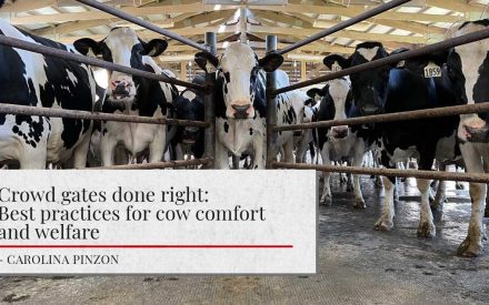 A group of black and white cows behind metal bars. The setting is an indoor barn with a wooden structure overhead. 'Crowd gates done right: Best practices for cow comfort and welfare' is shown as the title along with 'Carolina Pinzon' as the author.