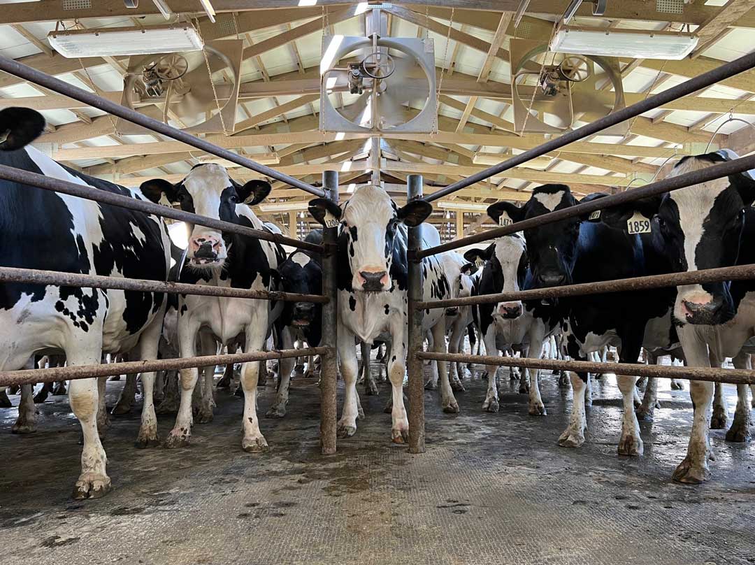 A group of black and white cows behind metal bars labeled. The setting is an indoor barn with a wooden structure overhead.