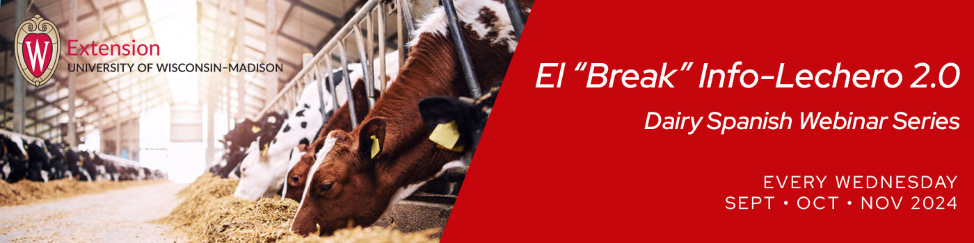 Dairy cows are shown eating inside of a barn. The University of Wisconsin-Madison Division of Extension logo is in the upper-lefthand corner. On the right, the text 'El "Break" Info-Lechero 2.0' is on the first line. Under it, words read 'Dairy Spanish Webinar Series'. 'Every Wednesday: September, October, November 2024'.