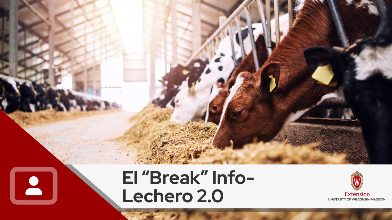 An image showing a herd of black and white cows feeding on hay inside a barn. Text reads ‘El ‘Break’ Info-Lechero 2.0’ in black letters against a white background, above which is the logo for University of Wisconsin- Madison, Division of Extension.