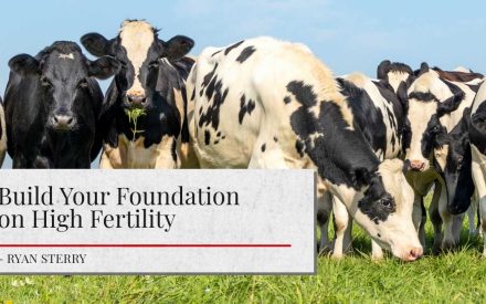 A herd of black and white cows grazing in a field with the text “Build Your Foundation on High Fertility - Ryan Sterry” displayed over the image.