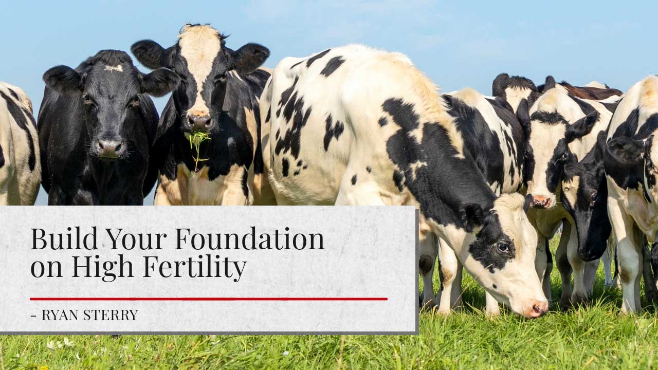 A herd of black and white cows grazing in a field with the text “Build Your Foundation on High Fertility - Ryan Sterry” displayed over the image.