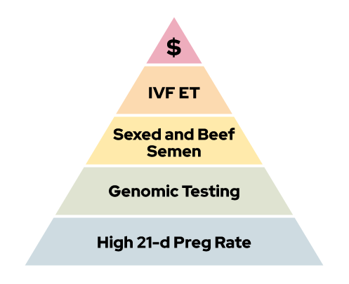 Pyramid of characteristics for high performing dairy herd reproductive management (Pyramid Visual Concept: Dr. Paul Fricke)