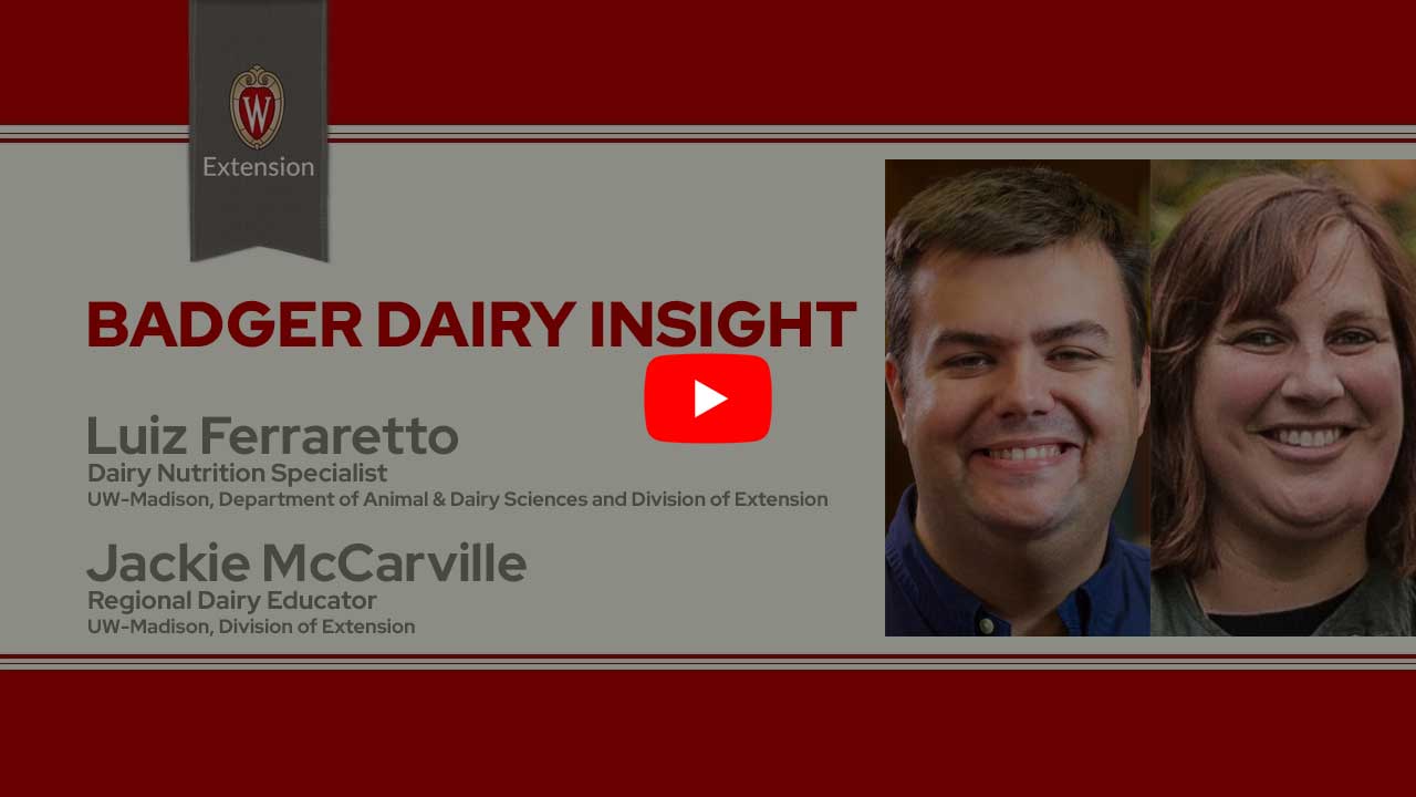 The image is a screenshot from a video titled "Badger Dairy Insight" featuring Luiz Ferraretto and Jackie McCarville. The top portion displays the University of Wisconsin Extension logo. Below that is a play button icon for the video.