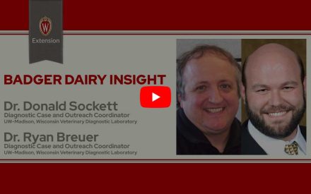 The image is a screenshot from a video titled "Badger Dairy Insight" featuring Dr. Donald Sockett and Dr. Ryan Breuer. The top portion displays the University of Wisconsin Extension logo. Below that is a play button icon for the video.