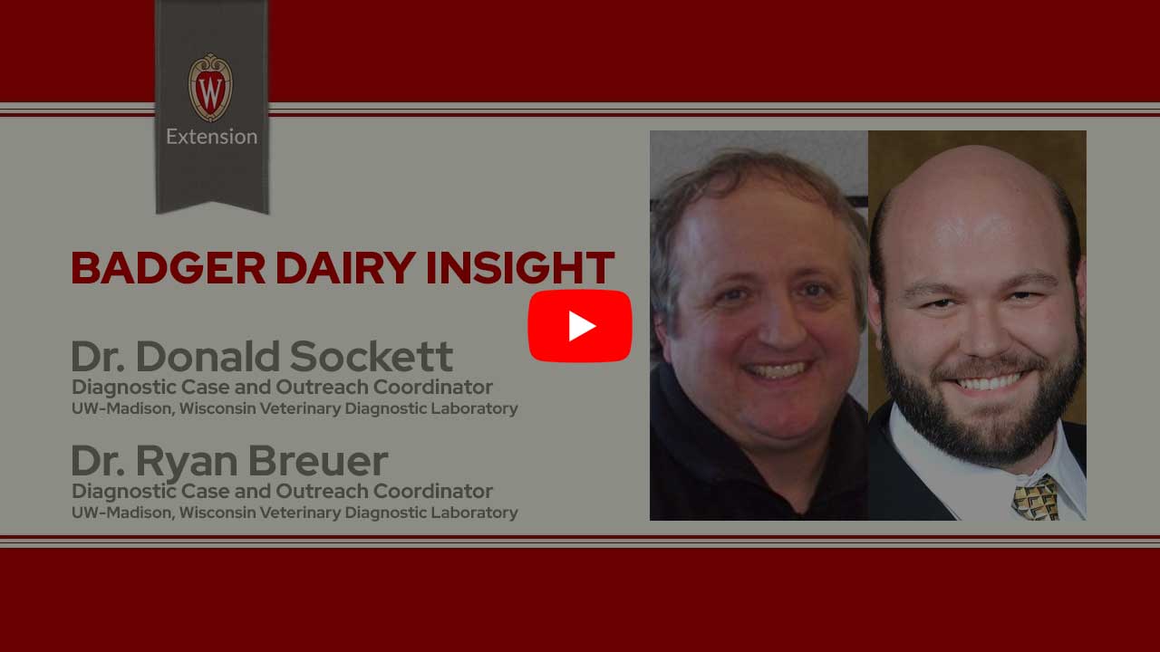 The image is a screenshot from a video titled "Badger Dairy Insight" featuring Dr. Donald Sockett and Dr. Ryan Breuer. The top portion displays the University of Wisconsin Extension logo. Below that is a play button icon for the video.