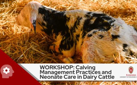 Image shows a newborn dairy calf. Text reads ‘WORKSHOP: Calving Management Practices and Neonate Care in Dairy Cattle’ in black letters against a white background, above which is the logo for University of Wisconsin- Madison, Division of Extension.