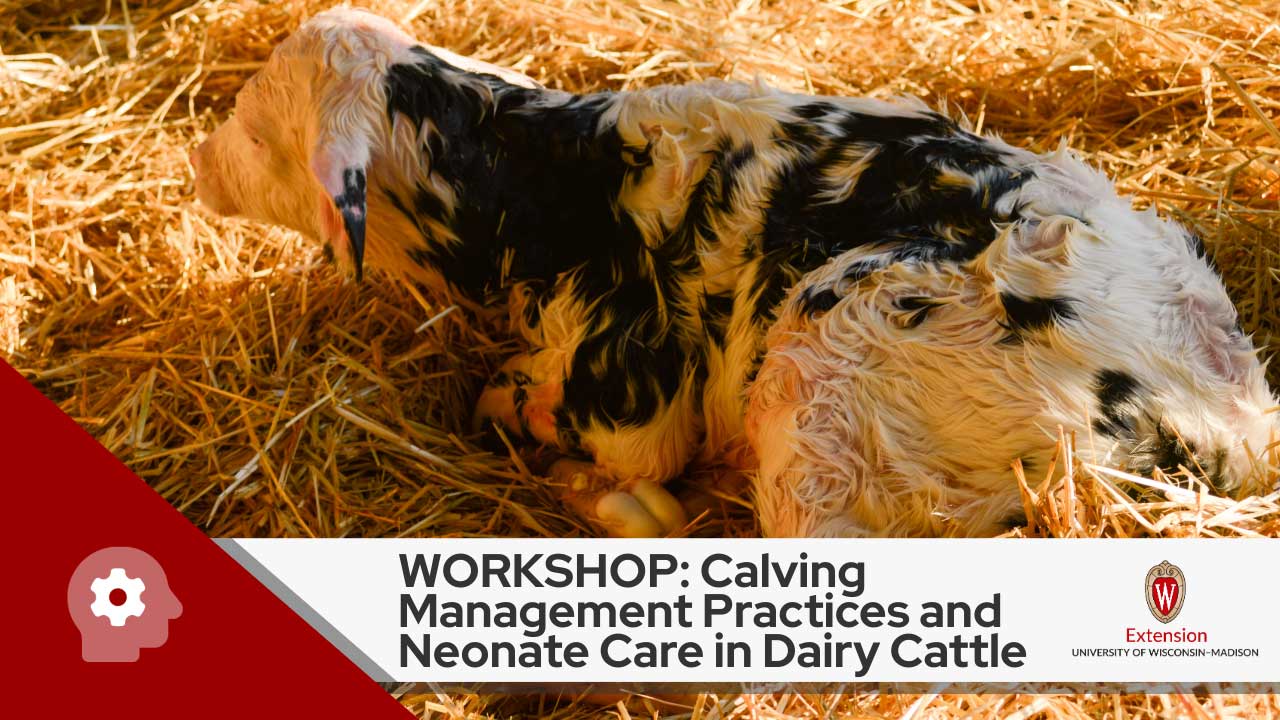 Image shows a newborn dairy calf. Text reads ‘WORKSHOP: Calving Management Practices and Neonate Care in Dairy Cattle’ in black letters against a white background, above which is the logo for University of Wisconsin- Madison, Division of Extension.