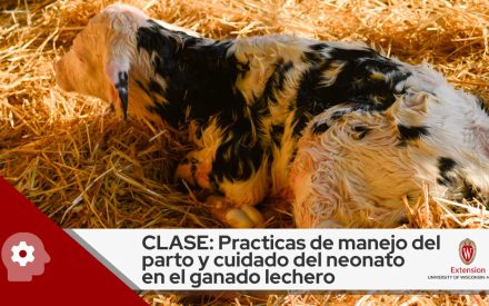 Image shows a newborn dairy calf. Text reads ‘CLASE: Practicas de manejo del parto y cuidado del neonato en el ganado lechero’ in black letters against a white background, above which is the logo for University of Wisconsin- Madison, Division of Extension.