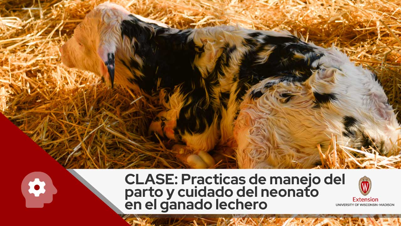 Image shows a newborn dairy calf. Text reads ‘CLASE: Practicas de manejo del parto y cuidado del neonato 
en el ganado lechero’ in black letters against a white background, above which is the logo for University of Wisconsin- Madison, Division of Extension.