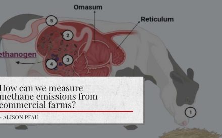 Illustration of a cow’s digestive system highlighting the Omasum, Reticulum, and Methanogen areas. the article's title: ‘How can we measure methane emissions from commercial farms?’ - ALISON PFAU is shown at the bottom.