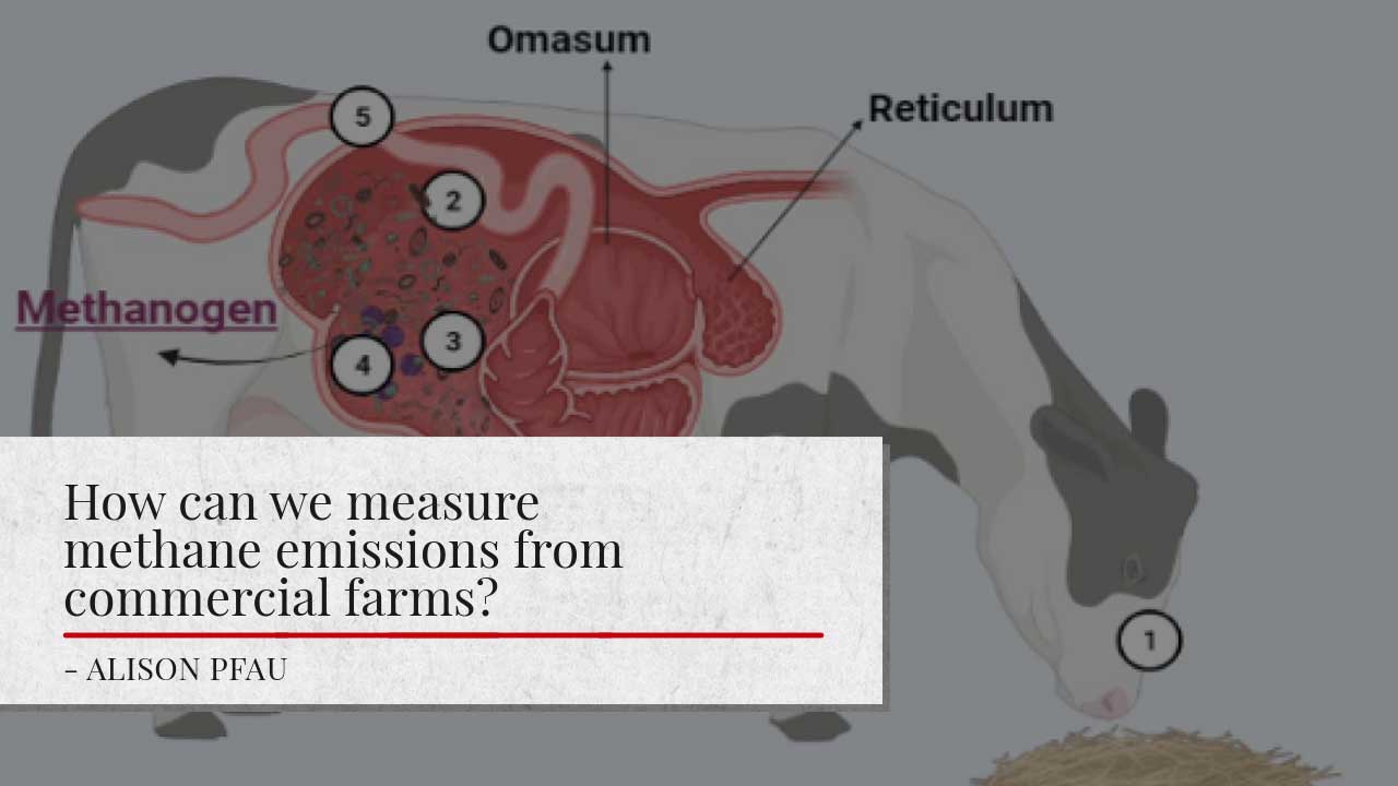 Illustration of a cow’s digestive system highlighting the Omasum, Reticulum, and Methanogen areas. the article's title: ‘How can we measure methane emissions from commercial farms?’ - ALISON PFAU is shown at the bottom.