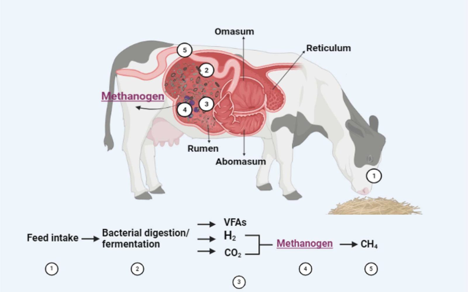 Image shows the process of methane production - a cross section of a cow and their digestive system.