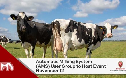 ALT: "Two Holstein dairy cows standing in a green pasture. Below is a title 'Automatic Milking System (AMS) User Group to Host Event November 12' with UW-Madison Extension logo"