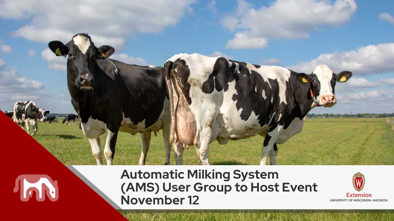 ALT: "Two Holstein dairy cows standing in a green pasture. Below is a title 'Automatic Milking System (AMS) User Group to Host Event November 12' with UW-Madison Extension logo"