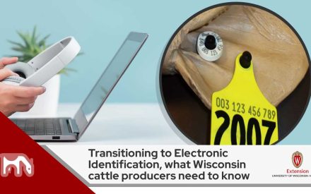 Image shows a laptop and hands holding headphones indicating a webinar. A closeup of a cow's ear and an electronic identification tag is shown in a circle. Text reads ‘Transitioning to Electronic Identification, what Wisconsin cattle producers need to know’ in black letters against a white background, above which is the logo for University of Wisconsin- Madison, Division of Extension.