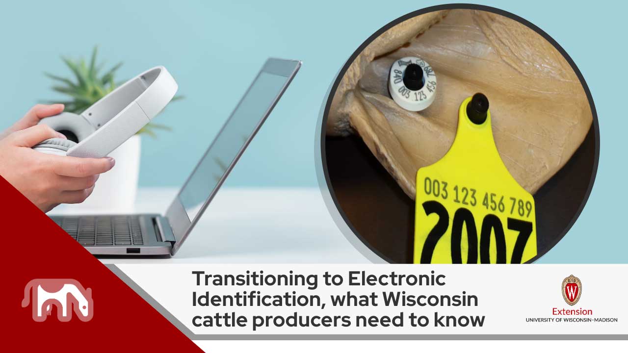 Image shows a laptop and hands holding headphones indicating a webinar. A closeup of a cow's ear and an electronic identification tag is shown in a circle. Text reads ‘Transitioning to Electronic Identification, what Wisconsin cattle producers need to know’ in black letters against a white background, above which is the logo for University of Wisconsin- Madison, Division of Extension.