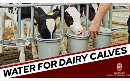 Young black and white dairy calves drinking from gray buckets through metal fence bars. University of Wisconsin-Madison Extension logo in corner.