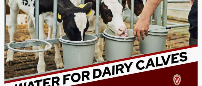 The importance of water for dairy calves