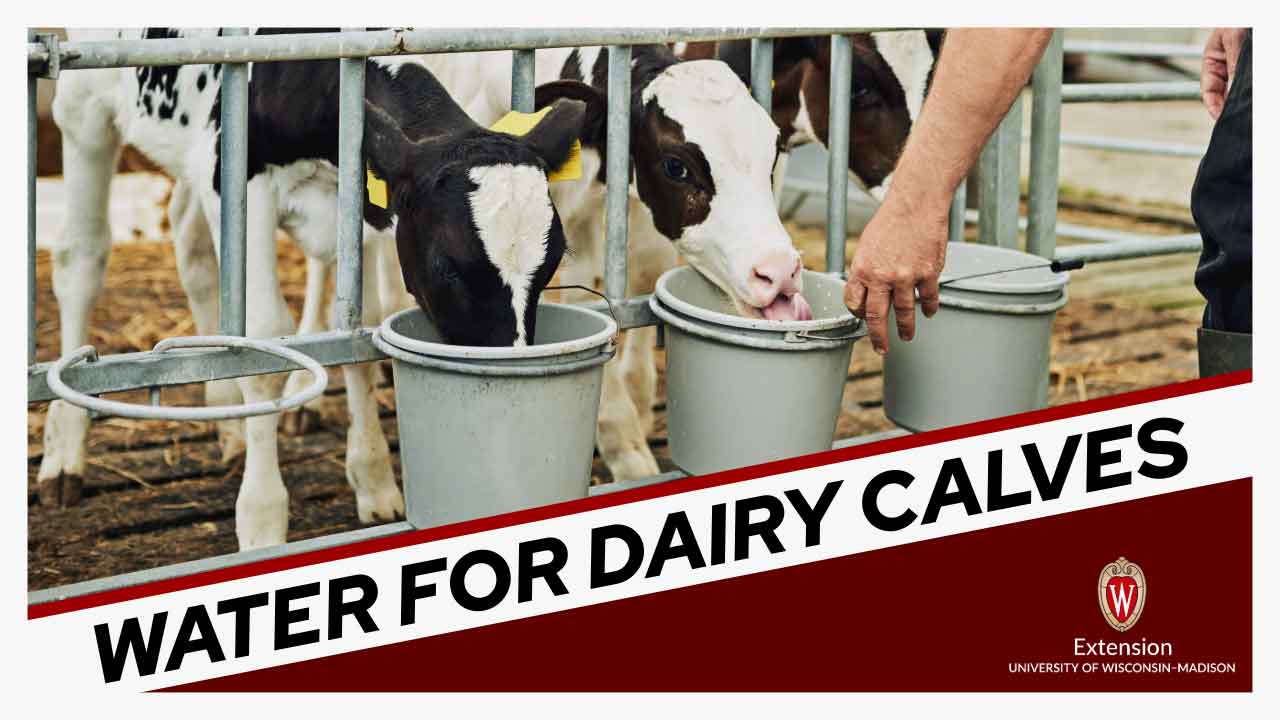 Young black and white dairy calves drinking from gray buckets through metal fence bars. University of Wisconsin-Madison Extension logo in corner.