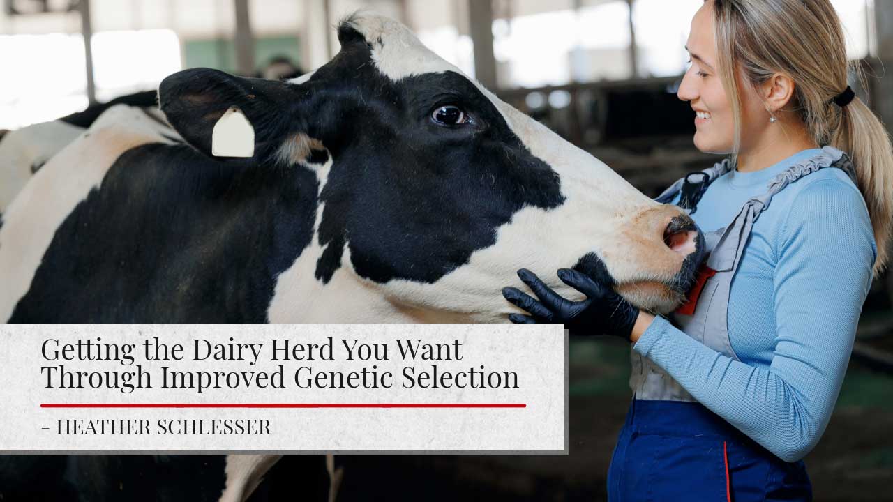 A female dairy worker inspects a cow. The article title "Getting the Dairy Herd You Want Through Improved Genetic Selection" is shown along with the name of the author: "Heather Schlesser".