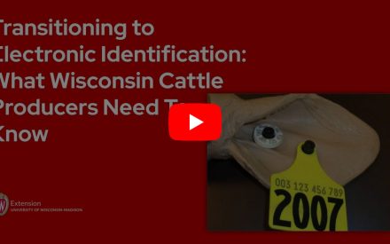 A YouTube video thumbnail showing the title 'Transitioning to Electronic Identification: What Wisconsin Cattle Producers Need To Know' on a red background. The image includes a yellow cattle ear tag. The University of Wisconsin-Madison Extension logo appears in the lower left corner.