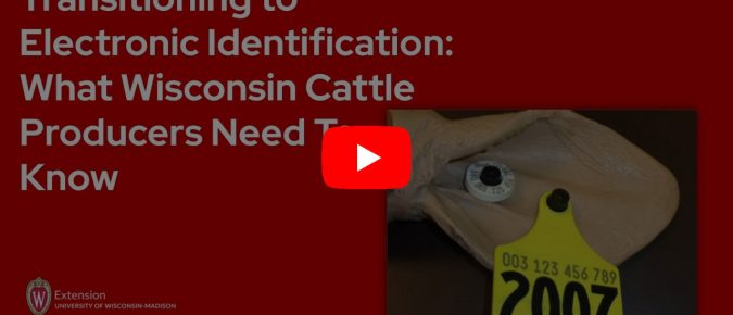 ▶️ Watch: Transitioning to Electronic Identification, what Wisconsin cattle producers need to know