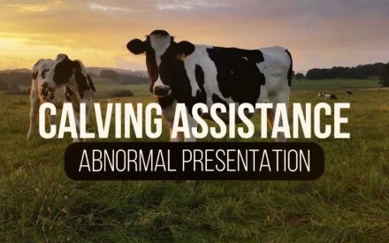 The image shows a cow standing in a grassy field at sunset. The text superimposed on the image reads "ABNORMAL PRESENTATION".