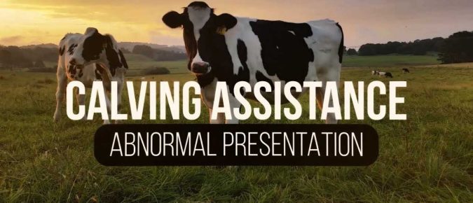 ▶️ Watch: Calving Assistance-Abnormal Calving Presentations in Cattle (3 of 4)