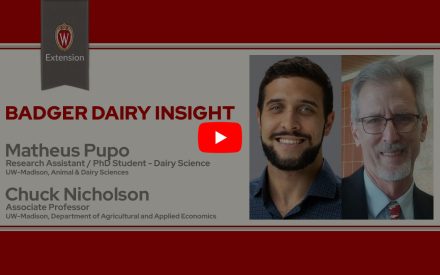 The image is a screenshot from a video titled "Badger Dairy Insight" featuring Matheus Pupo & Chuck Nicholson. The top portion displays the University of Wisconsin Extension logo. Below that is a play button icon for the video.