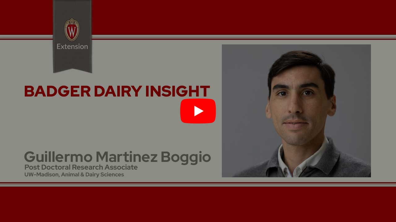 The image is a screenshot from a video titled "Badger Dairy Insight" featuring Guillermo Martinez Boggio. The top portion displays the University of Wisconsin Extension logo. Below that is a play button icon for the video.