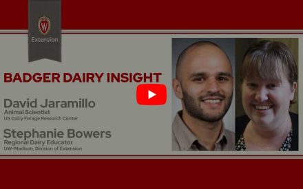 The image is a screenshot from a video titled "Badger Dairy Insight" featuring David Jaramillo & Stephanie Bowers. The top portion displays the University of Wisconsin Extension logo. Below that is a play button icon for the video.