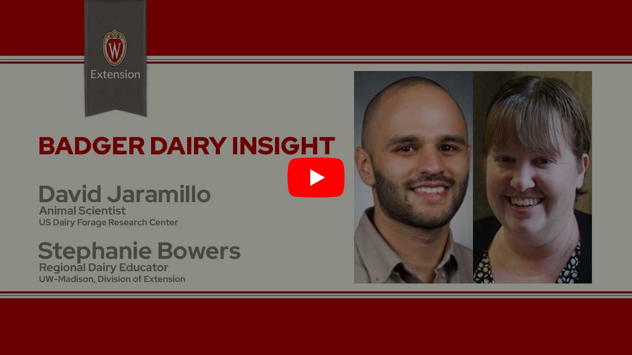 The image is a screenshot from a video titled "Badger Dairy Insight" featuring David Jaramillo & Stephanie Bowers. The top portion displays the University of Wisconsin Extension logo. Below that is a play button icon for the video.