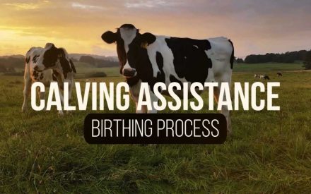 The image shows a cow standing in a grassy field at sunset. The text superimposed on the image reads "CALVING ASSISTANCE BIRTHING PROCESS".