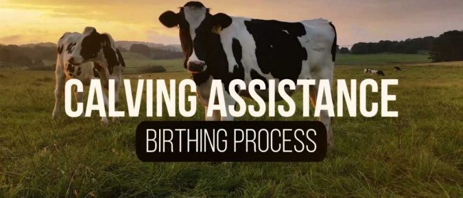 ▶️ Watch: Calving Assistance-Birthing Process in Cattle (1 of 4)