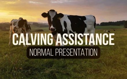 The image shows a cow standing in a grassy field at sunset. The text superimposed on the image reads "NORMAL PRESENTATION".