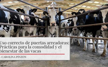 Un grupo de vacas blancas y negras detrás de barras de metal. El escenario es un establo interior con una estructura de madera arriba. El título muestra 'Uso correcto de puertas arreadoras: Prácticas para la comodidad y el bienestar de las vacas' junto con 'Carolina Pinzon' como autora.