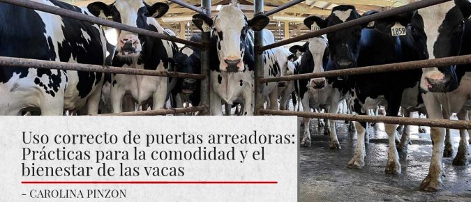 Uso correcto de puertas arreadoras: Prácticas para la comodidad y el bienestar de las vacas