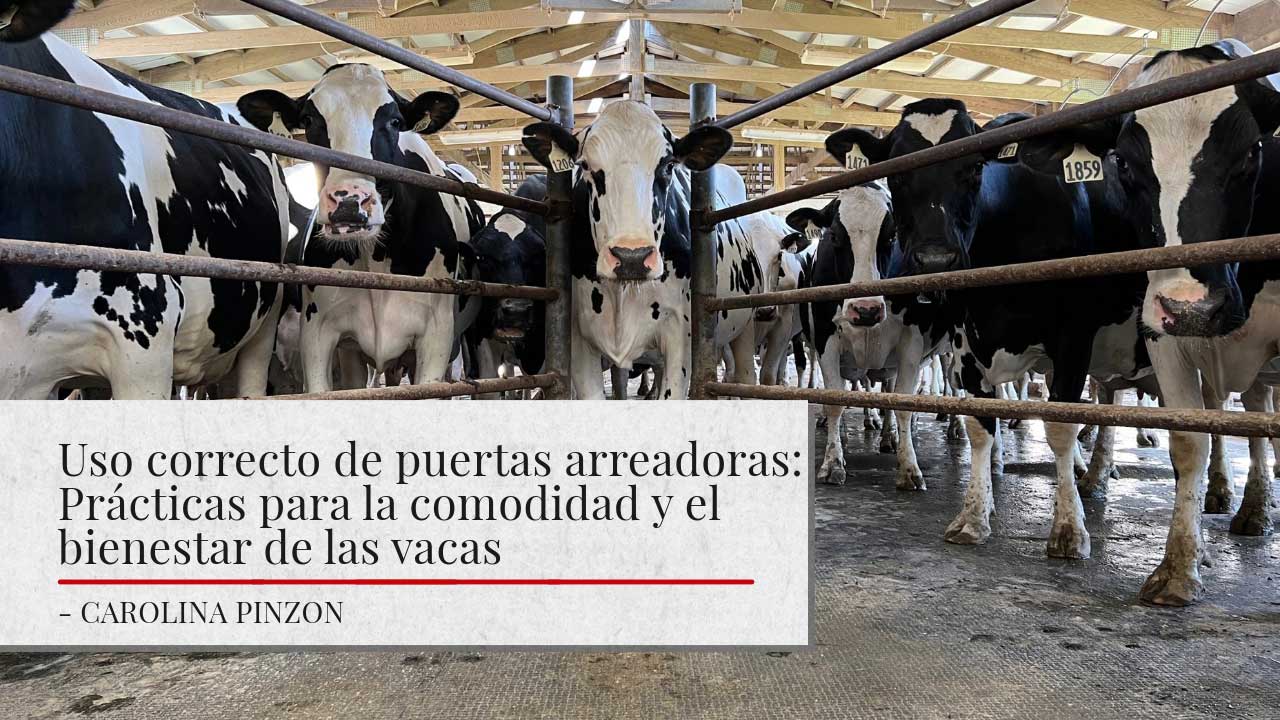 Un grupo de vacas blancas y negras detrás de barras de metal. El escenario es un establo interior con una estructura de madera arriba. El título muestra 'Uso correcto de puertas arreadoras: Prácticas para la comodidad y el bienestar de las vacas' junto con 'Carolina Pinzon' como autora.