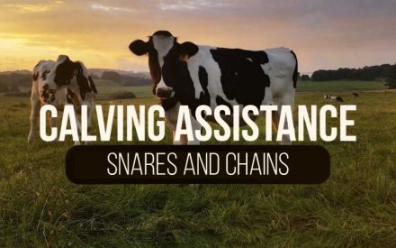 The image shows a cow standing in a grassy field at sunset. The text superimposed on the image reads "SNARES AND CHAINS".