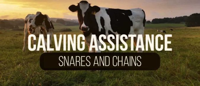 ▶️ Watch: Calving Assistance-Using Snares and Chains When Assisting Cattle in the Birthing Process (4 of 4)