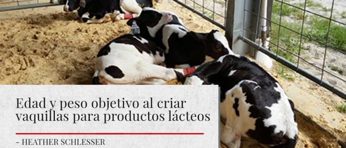 Edad y peso objetivo al criar vaquillas para productos lácteos
