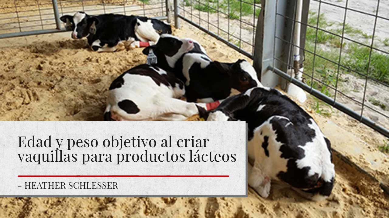 Edad y peso objetivo al criar vaquillas para productos
lácteos