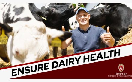 Image of a dairy farming sitting among his cows. One cow is licking the farmer's head. The title "Ensure Dairy Health" is displayed along with the logo for the University of Wisconsin-Madison Extension.