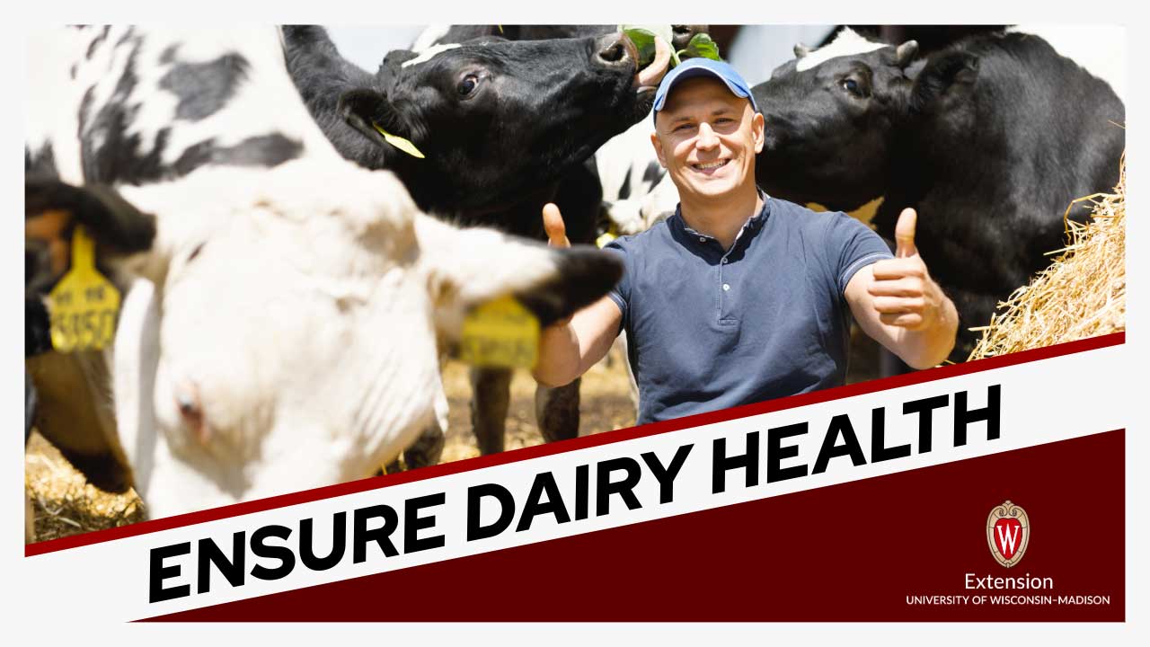 Image of a dairy farming sitting among his cows. One cow is licking the farmer's head. The title "Ensure Dairy Health" is displayed along with the logo for the University of Wisconsin-Madison Extension.