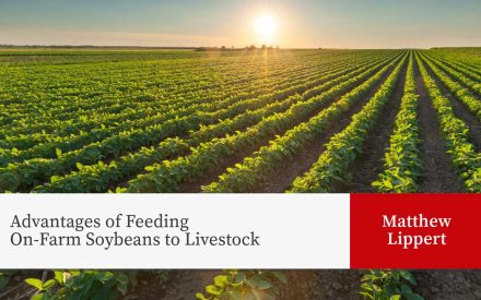 A soybean field looking off into the horizon where the sun is rising. The article title "Advantages of Feeding On-Farm Soybeans to Livestock" and the author name "Matthew Lippert" are shown.